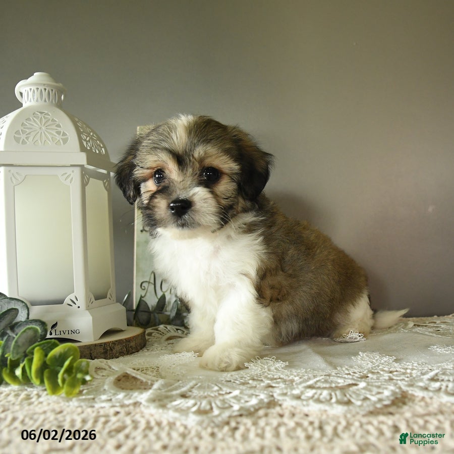 Mixed Breed dogs Julius - Ad 1