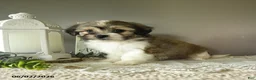 Mixed Breed dogs for sale: Julius - Ad 1