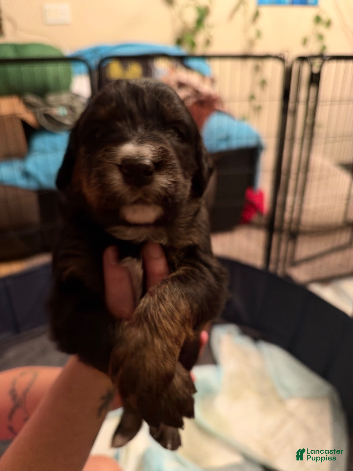 Mixed Breed dogs for sale: Orange collar - Ad 40