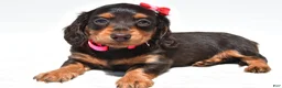 Miniature Dachshund dogs for sale: Alice - Ad 6