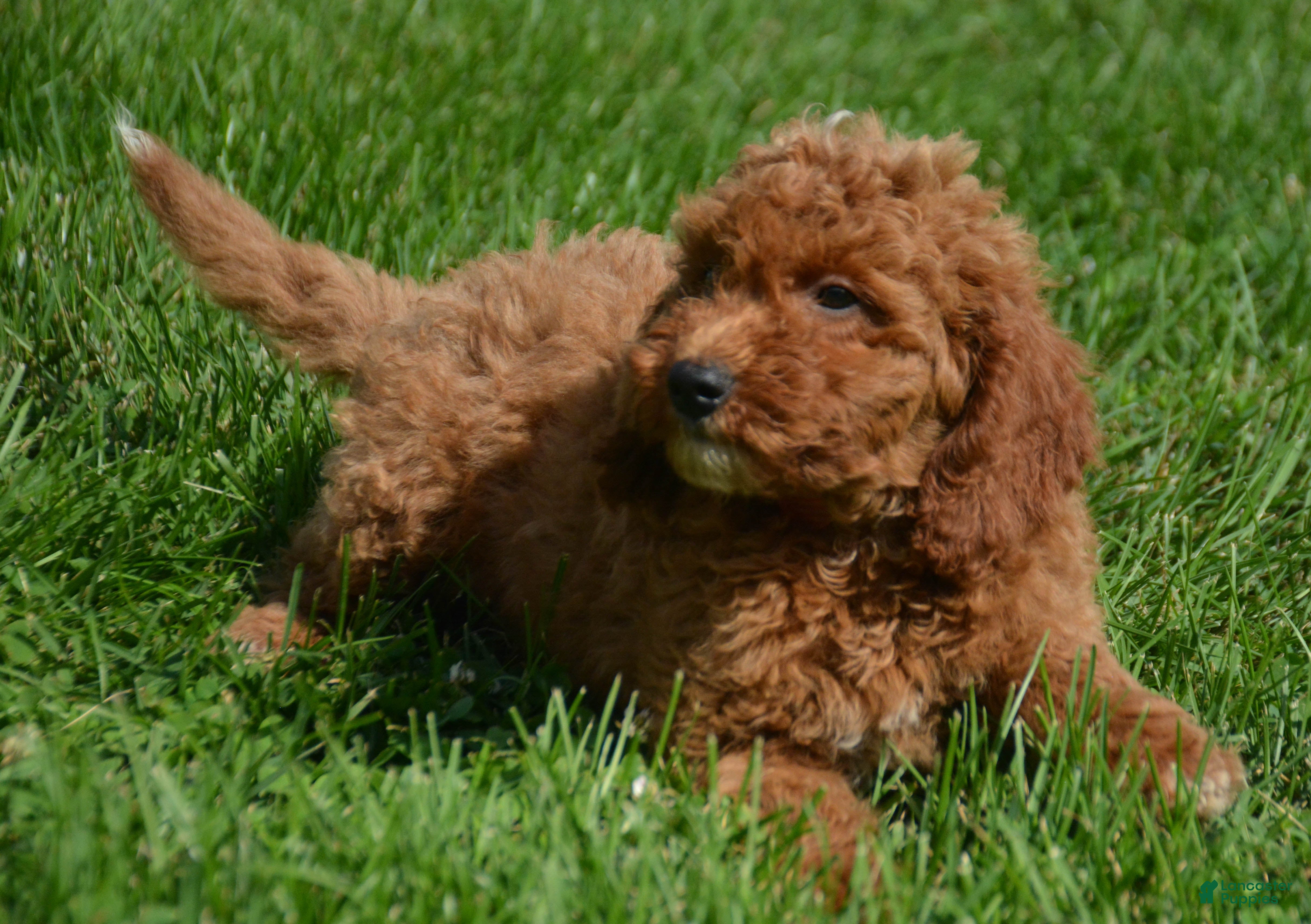 Mini Goldendoodle dogs Dora Mini Goldendoodle 7 - Ad 1