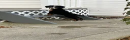 Bernese Mountain Dog dogs for sale: Akc Lory - Ad 2