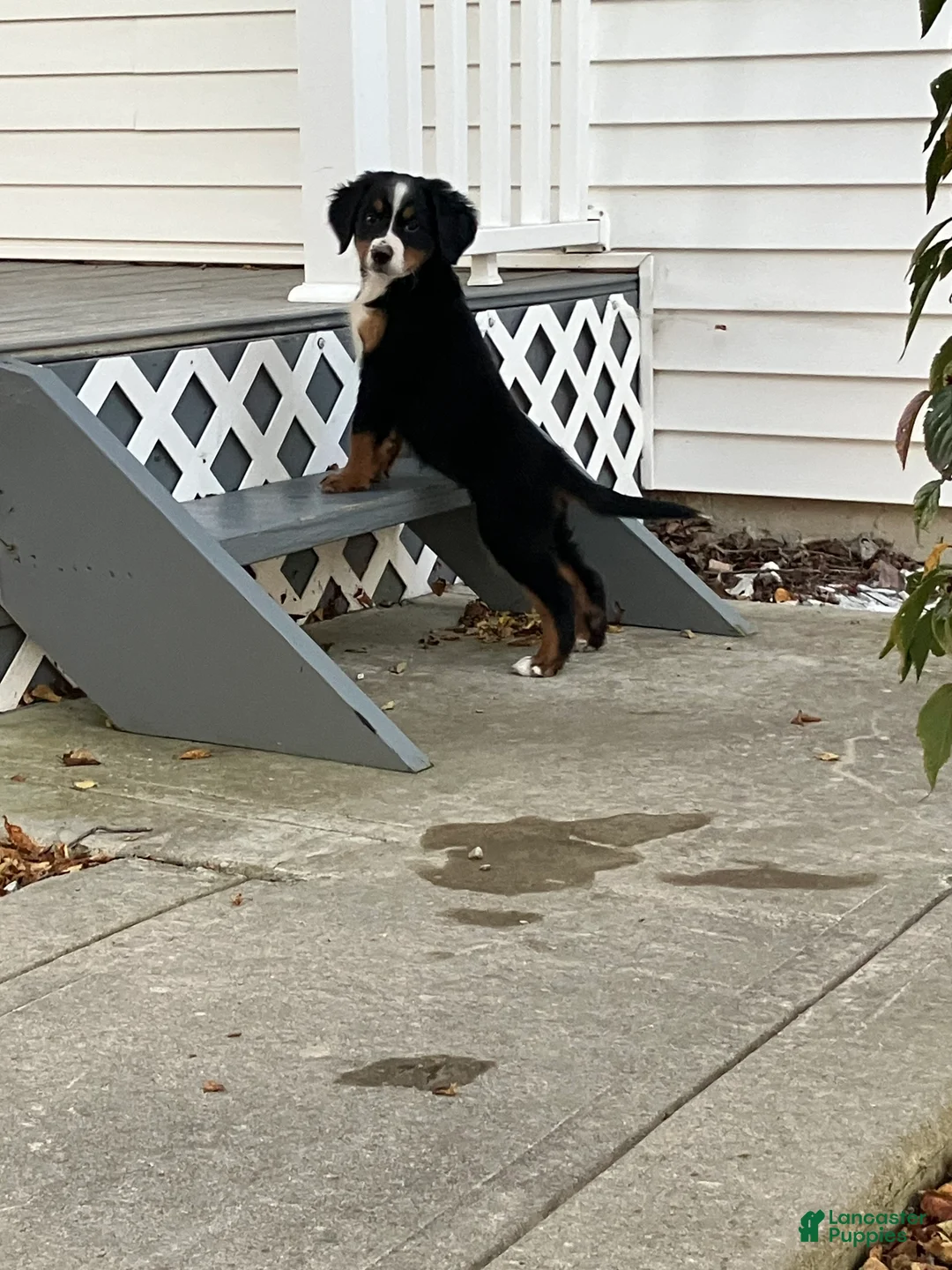 Bernese Mountain Dog dogs for sale: Akc Lory - Ad 2
