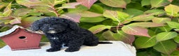 Mini Goldendoodle dogs for sale: Jinx - Ad 2