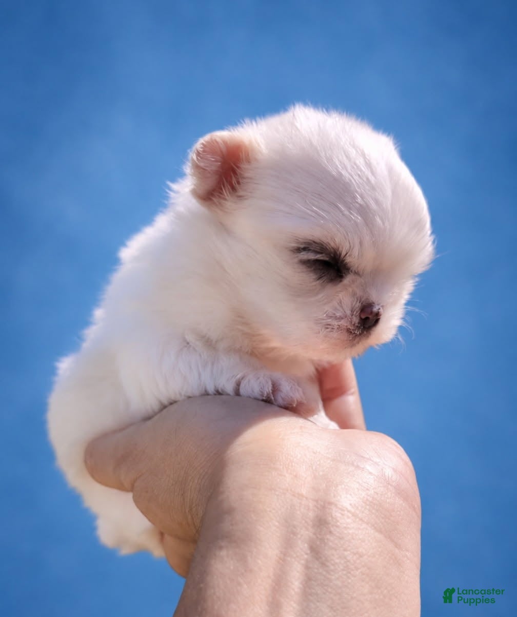 Maltipoo dogs Korean Maltipoo Teacup Male 1 - Ad 2