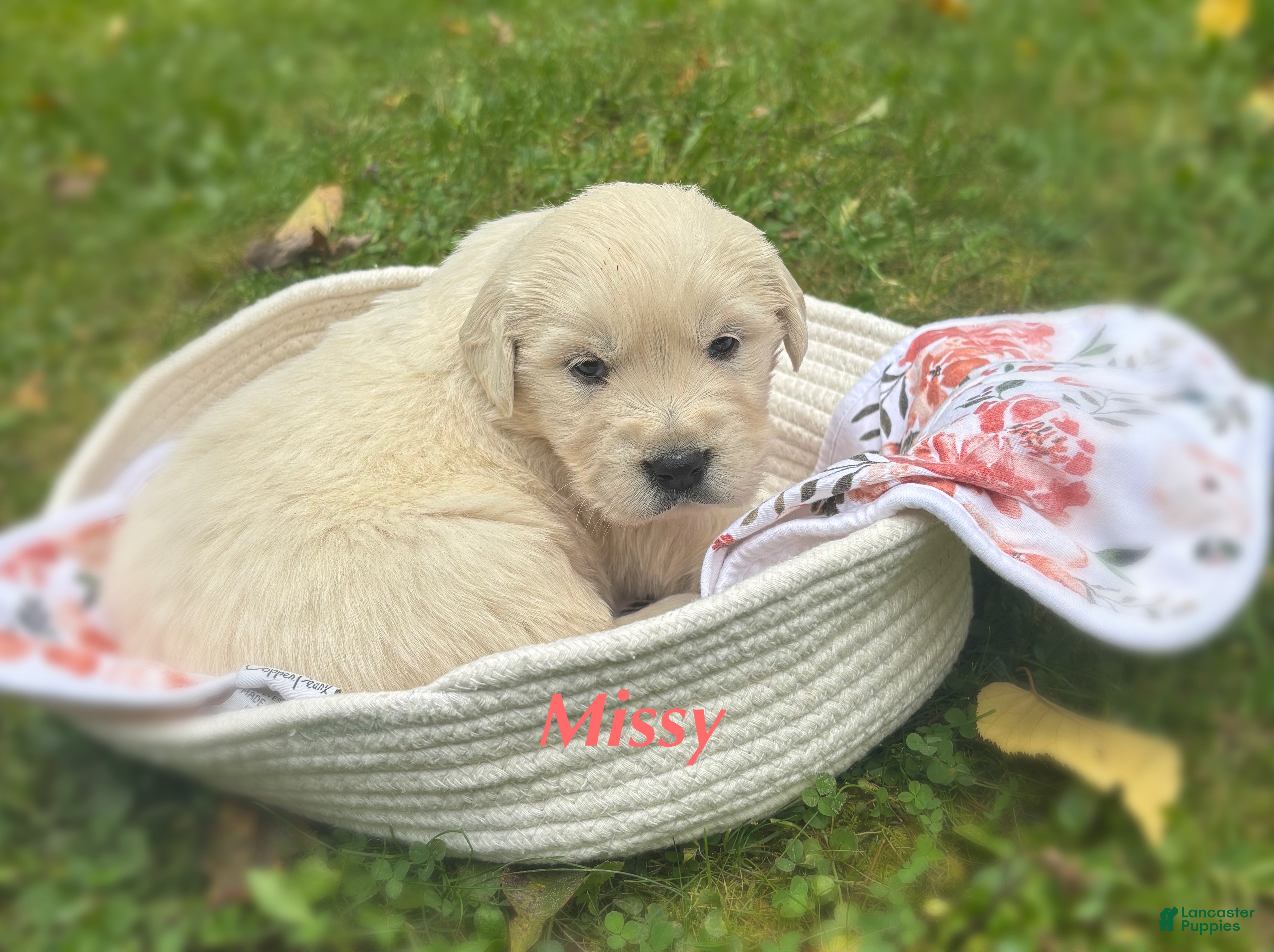 Golden Retriever dogs Missy - Ad 10