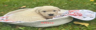Missy