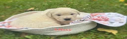 Golden Retriever dogs for sale: Missy - Ad 1