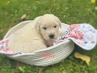 Golden Retriever dogs Missy - Ad 10