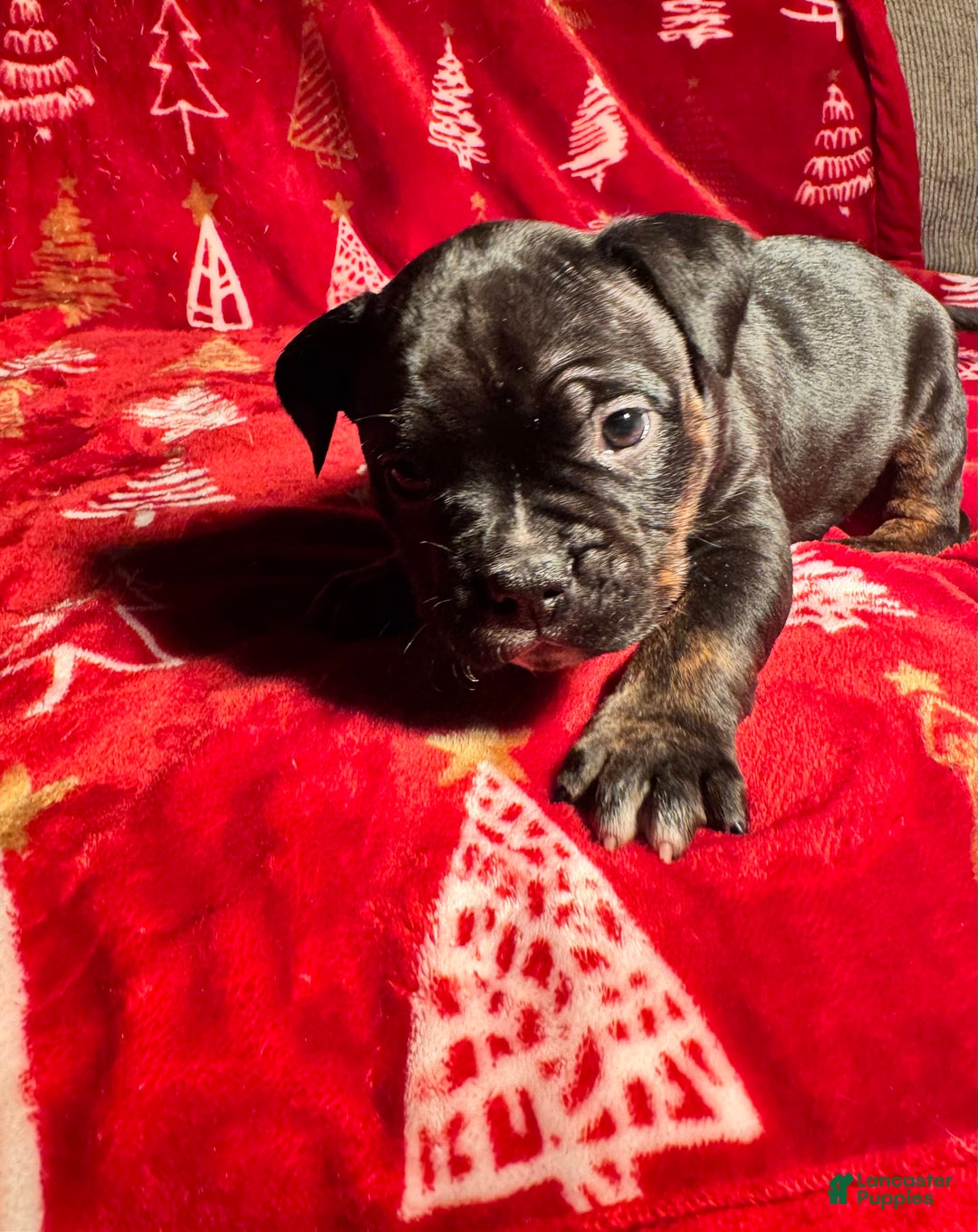 American Bully dogs for sale: American Bully Puppy 8 - Ad 5