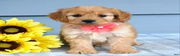Cavapoo dogs for sale: Clarissa  - Ad 3