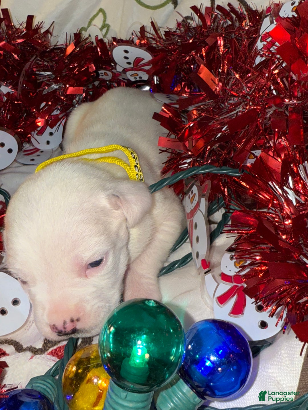 Mixed Breed dogs for sale: Calypso - Ad 3