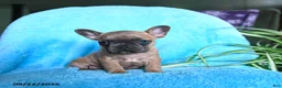 French Bulldog dogs for sale: Flora   - Ad 10