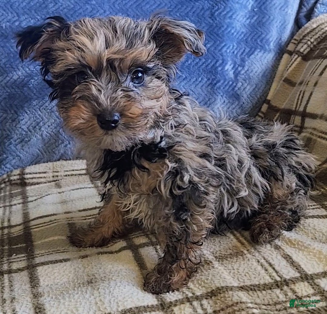 Yorkiepoo dogs for sale: Pixie - Ad 10