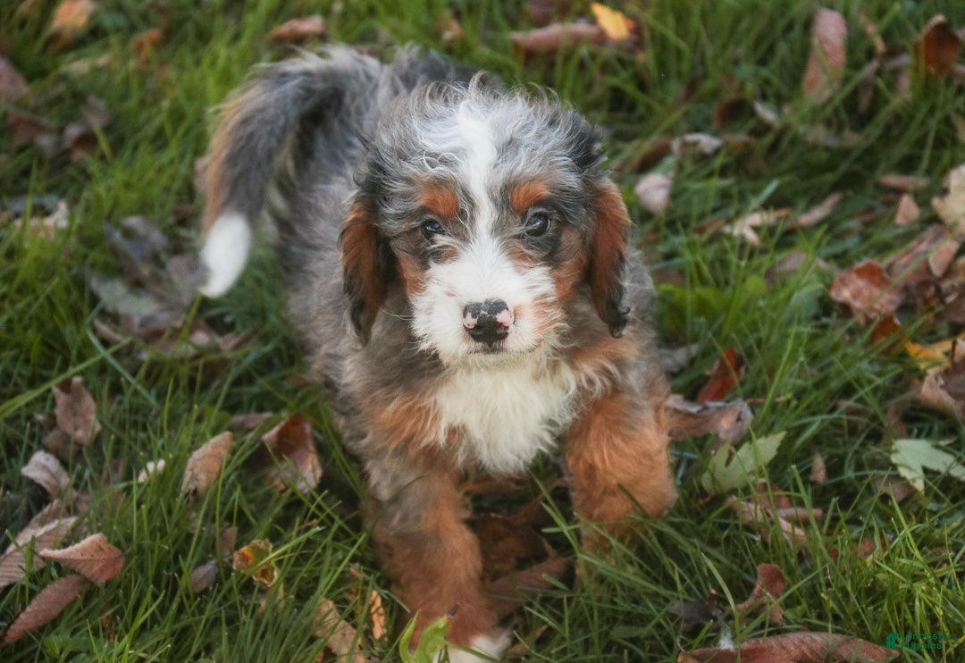 Bernedoodle dogs for sale: Everest Miniature Bernedoodle  - Ad 2