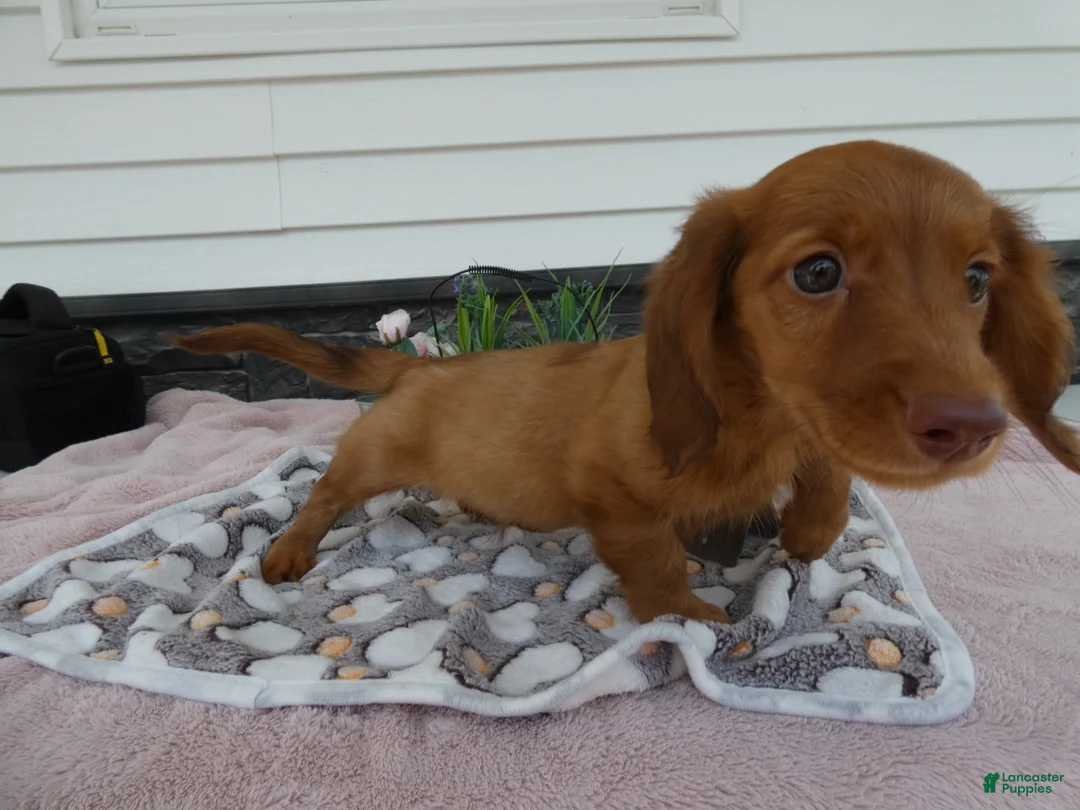 Miniature Dachshund dogs for sale: Miniature Dachshund 1 Rancy - Ad 2