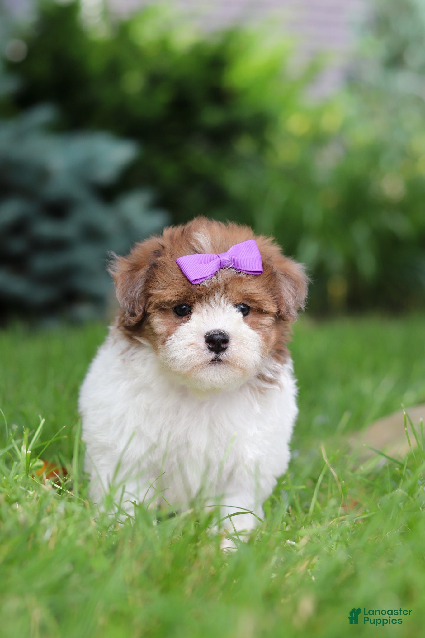 Havapoo dogs Addie - Ad 1