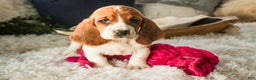 Basset Hound dogs for sale: Anya - Ad 7