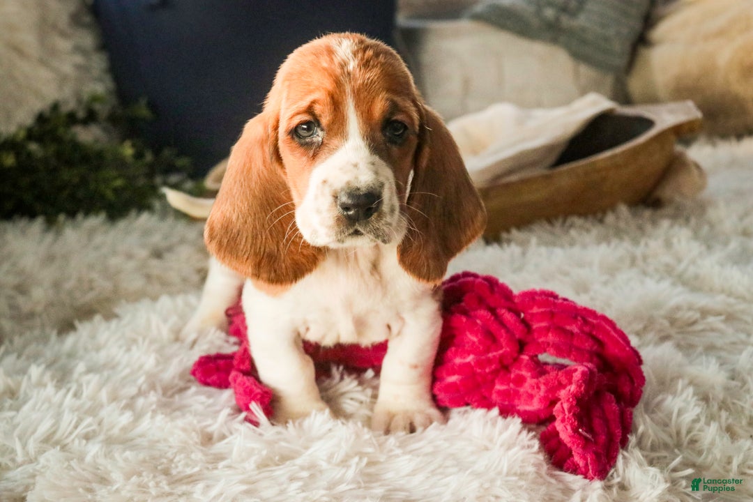 Basset Hound dogs for sale: Anya - Ad 7