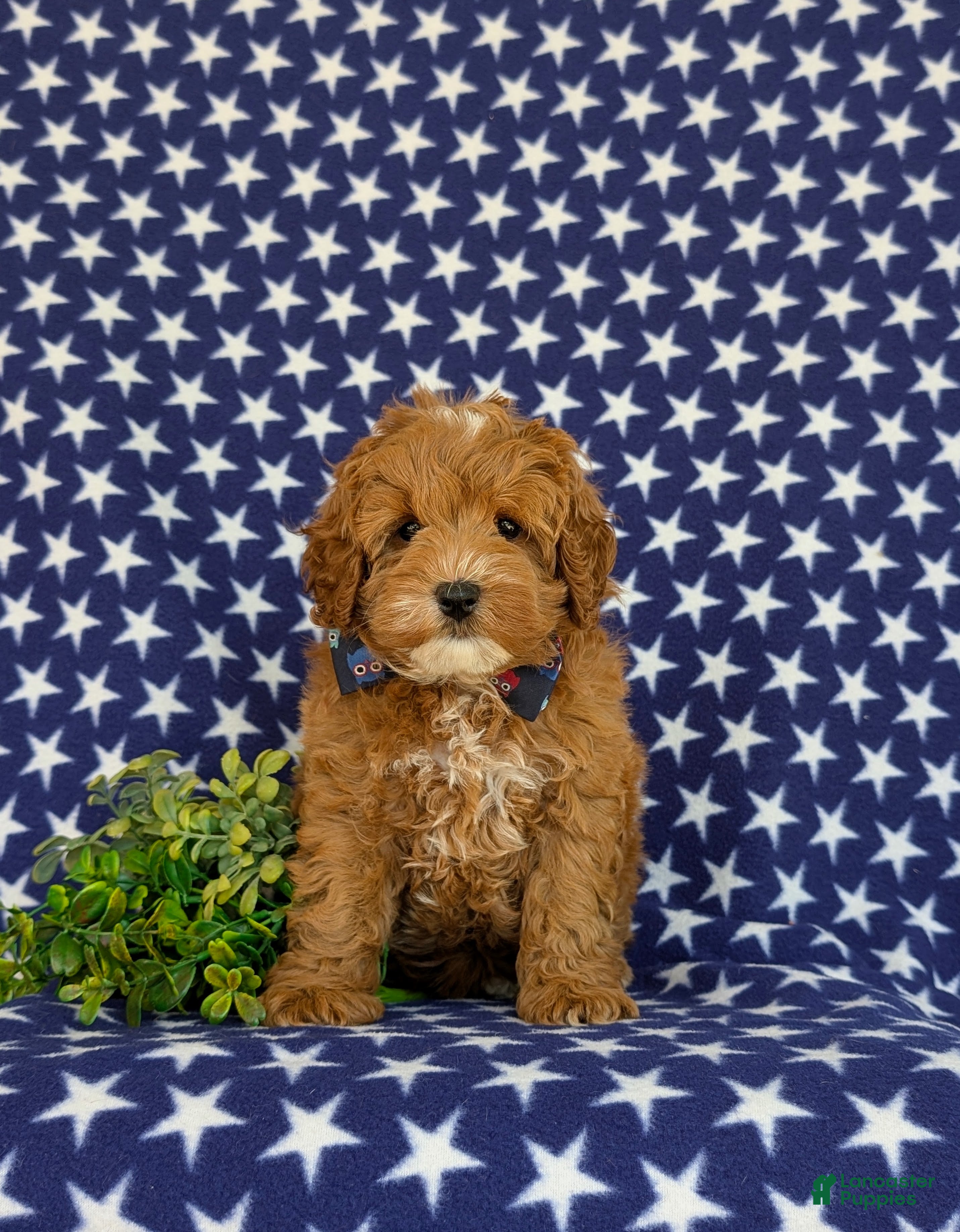 Cavapoo dogs for sale: Omar Hypoallergenic - Ad 2