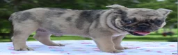 Mixed Breed dogs for sale: Tanka  - Ad 11