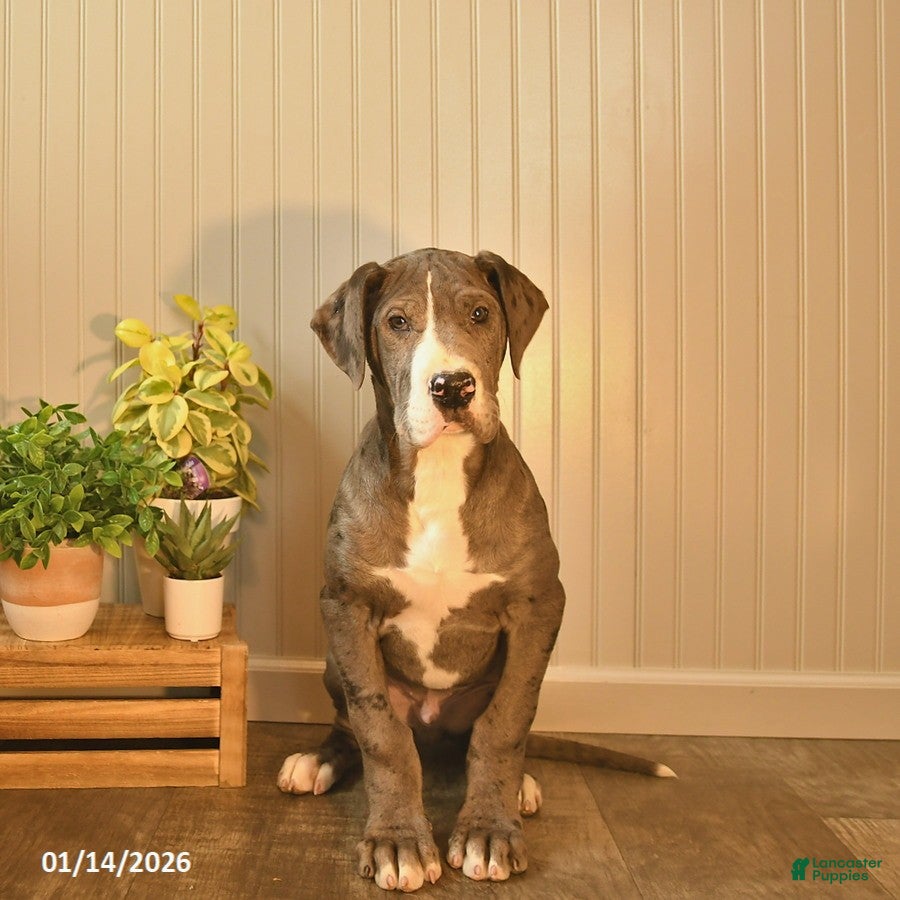 Great Dane dogs Arrow  - Ad 15