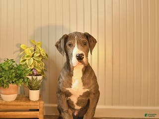 Great Dane dogs Arrow - Ad 26