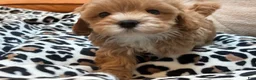 Maltipoo dogs for sale: Cupcake - Ad 3