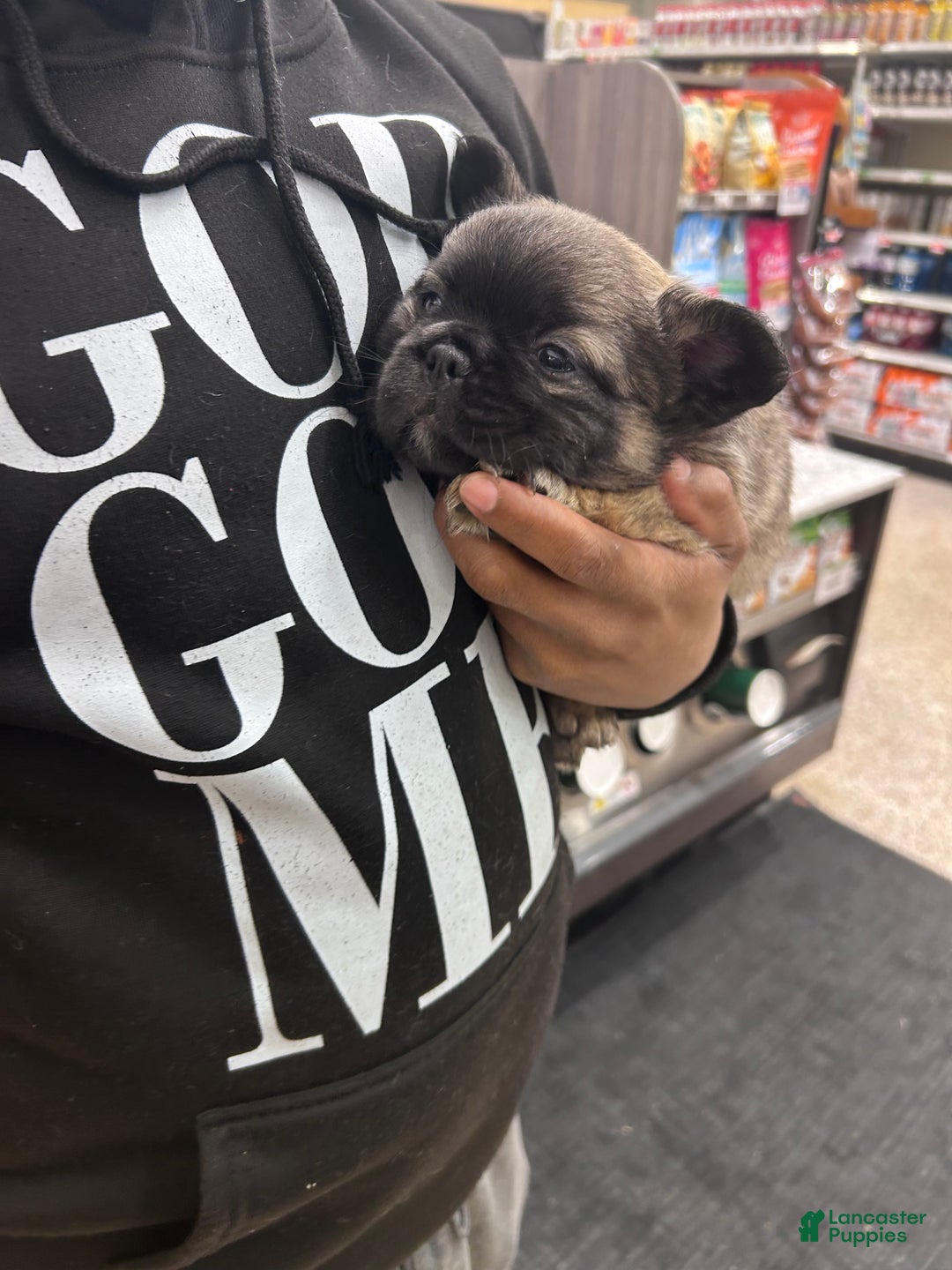French Bulldog dogs for sale: French Bulldog Puppy  - Ad 5