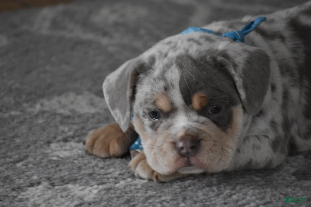 Beabull dogs for sale: Foster - Ad 4