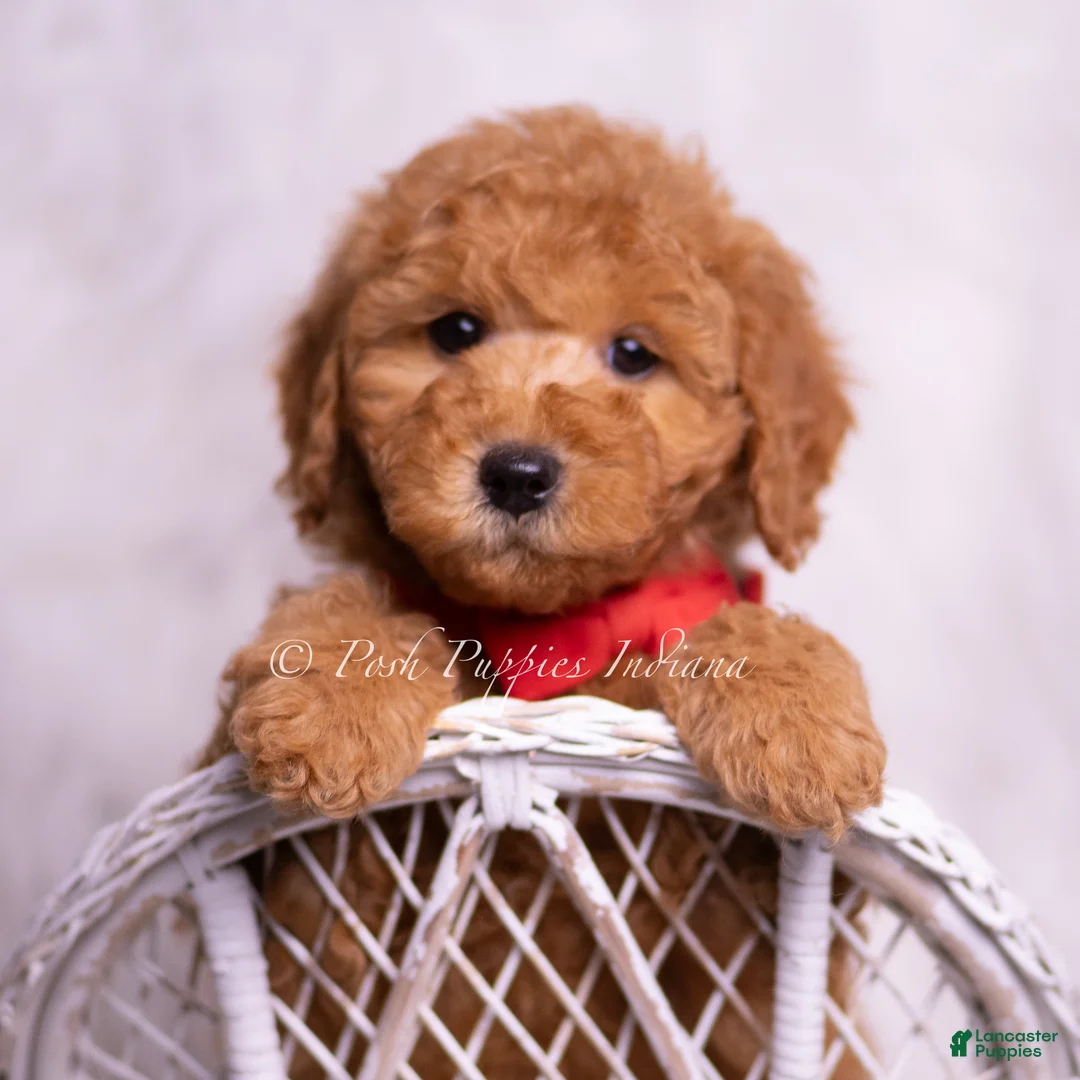 Mini Goldendoodle dogs for sale: Nolan - Ad 8