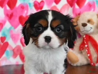 Cavalier King Charles Spaniel dogs Callie - Ad 27