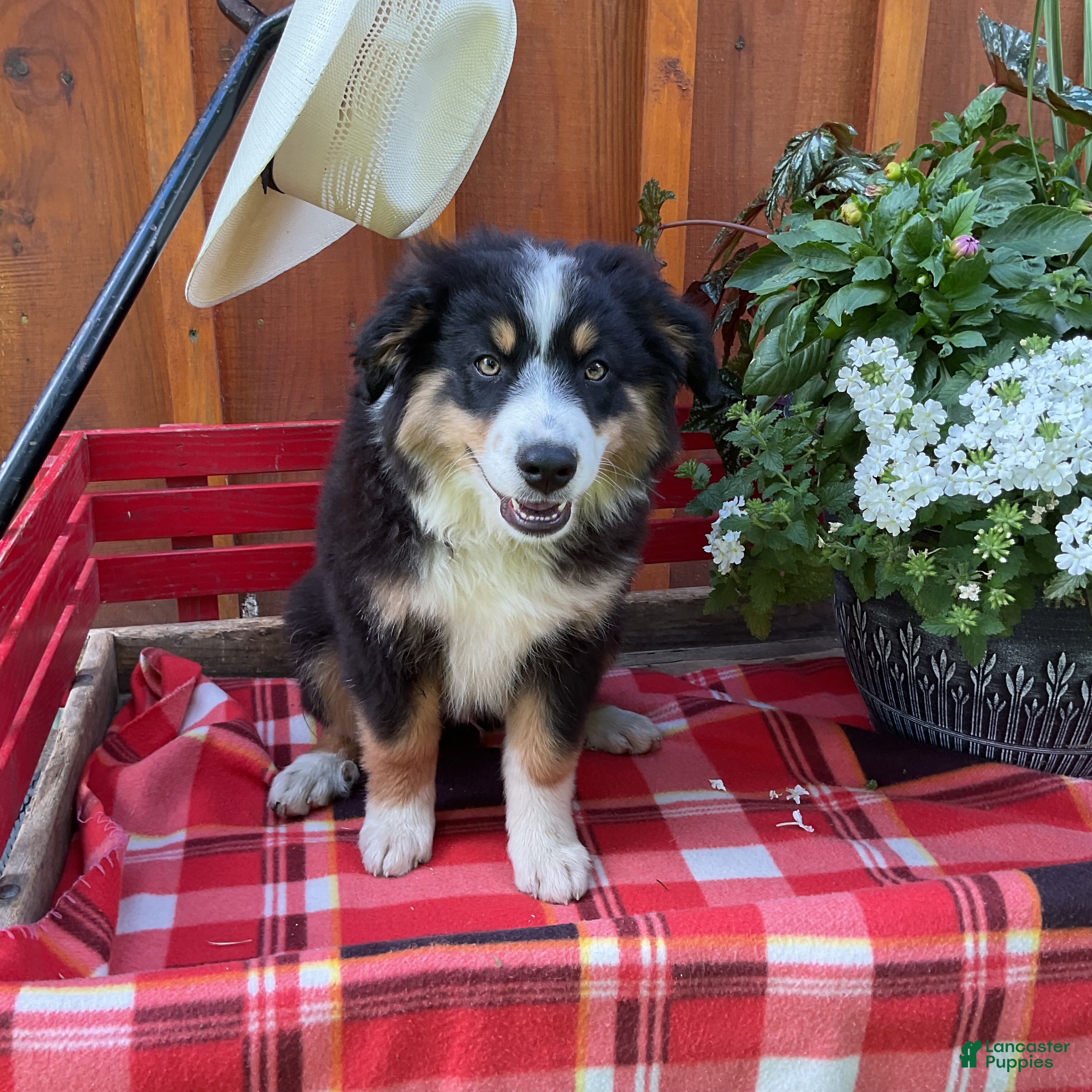Miniature Australian Shepherd dogs Patrick - Ad 2