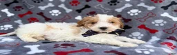 Cavapoo dogs for sale: Lincoln - Ad 5