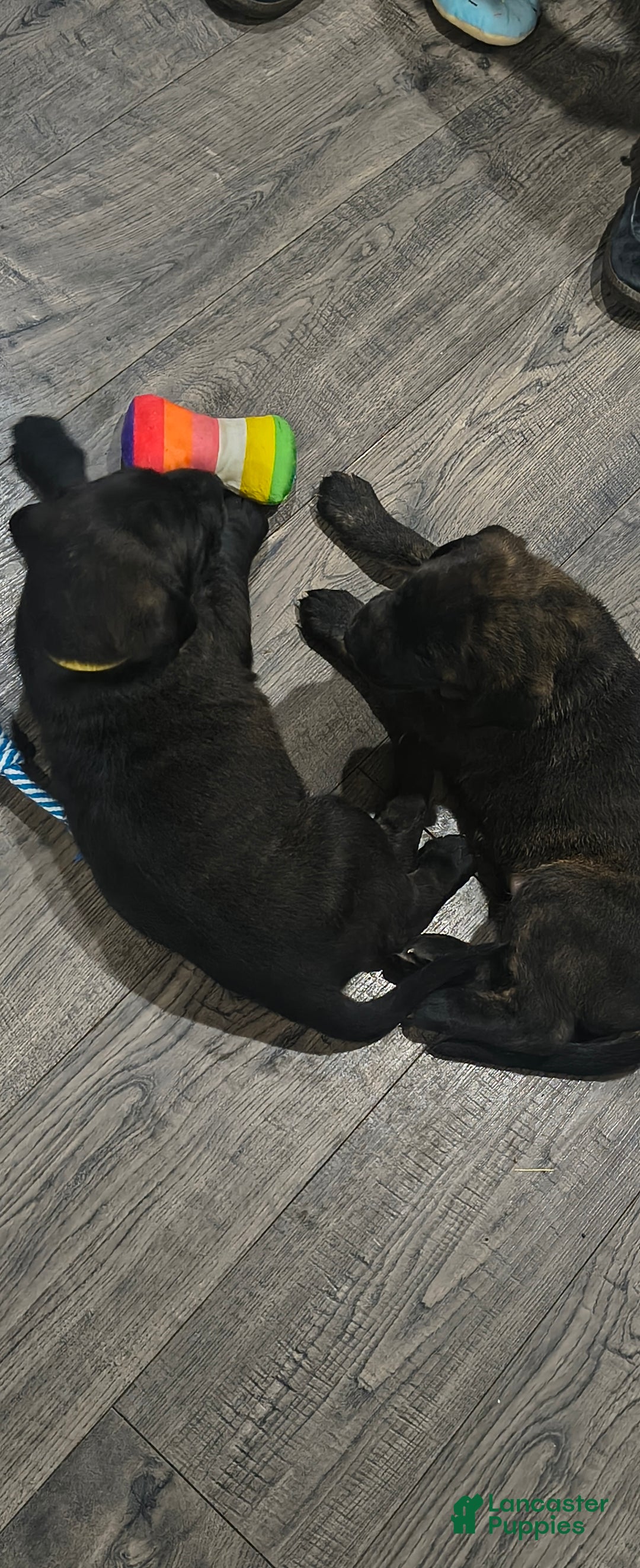 Mixed Breed dogs for sale: Mixed Breed Puppy 3 - Ad 4