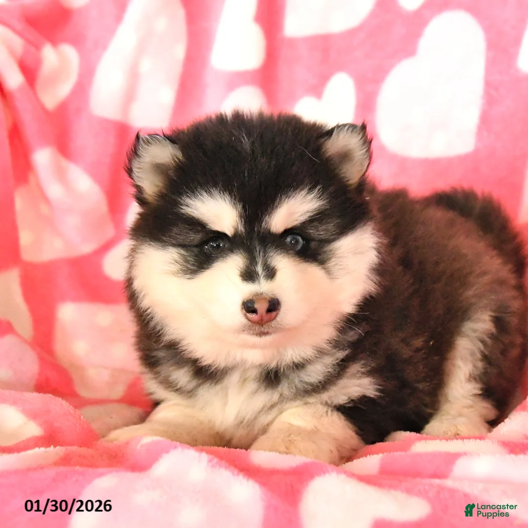 Pomsky dogs for sale: Sasha - Ad 3