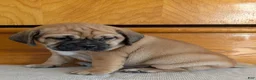Puggle dogs for sale: Chance  - Ad 16