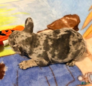 French Bulldog dogs Bella - Ad 1
