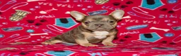 French Bulldog dogs for sale:  Puppy 3 - Ad 3