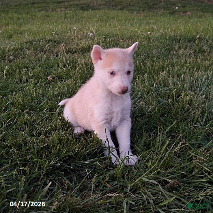 Gerberian Shepsky dogs Daisy - Ad 2