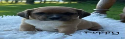 Puggle dogs for sale: Poppy - Ad 1