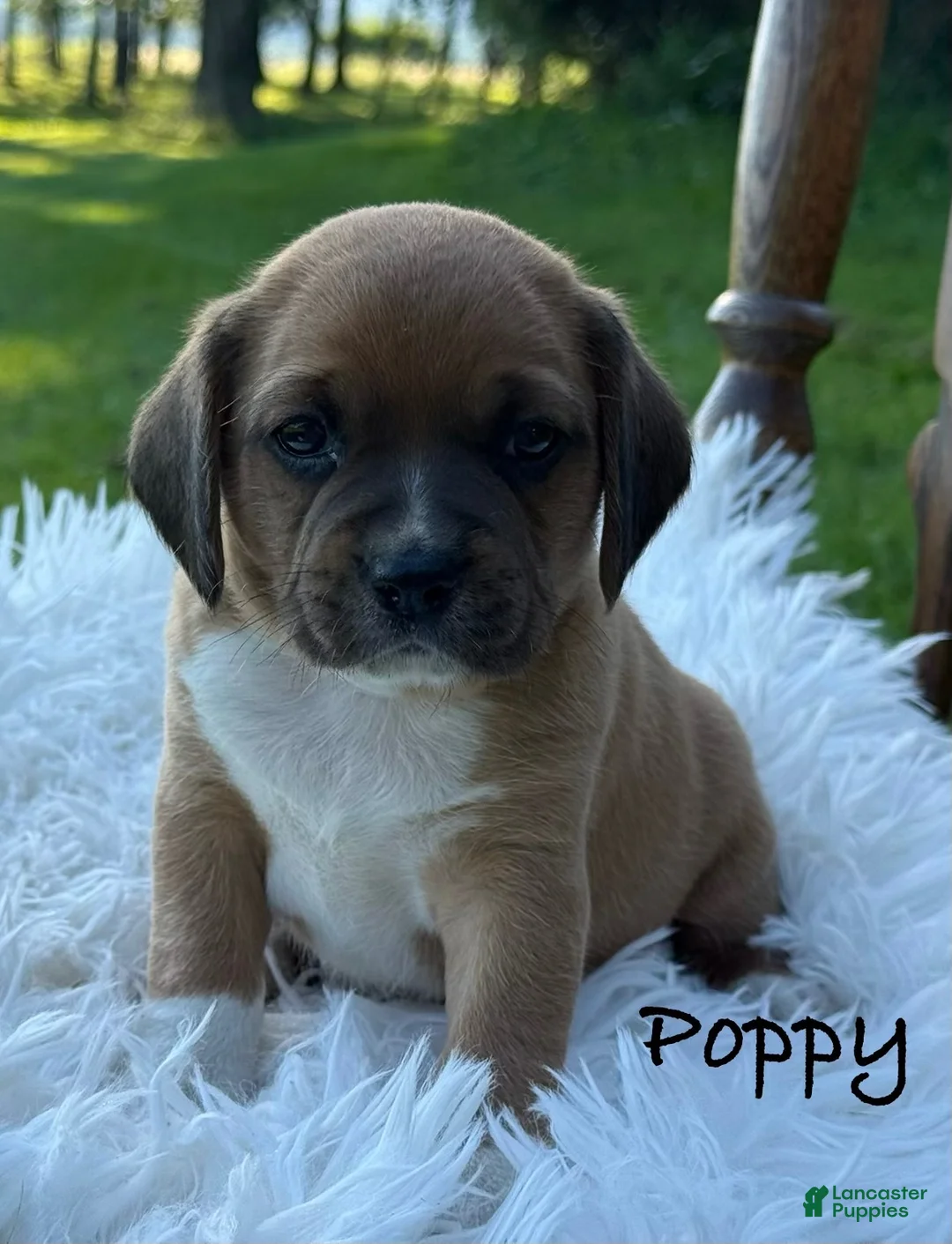 Puggle dogs for sale: Poppy - Ad 1
