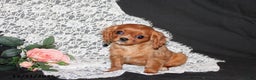 Cavalier King Charles Spaniel dogs for sale: Princess - Ad 1