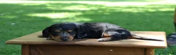 Miniature Dachshund dogs for sale: Mini Dachshund: Sam - Ad 8