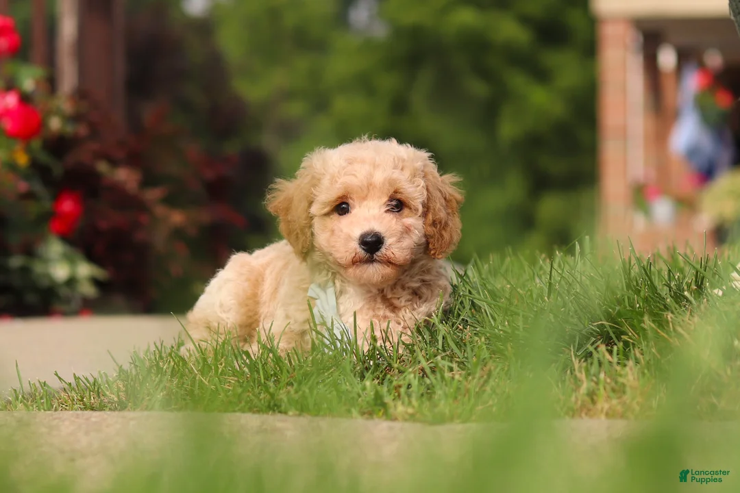 Bichpoo dogs for sale: Brady - Ad 2