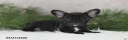 Frenchton dogs for sale: Franci - Ad 8