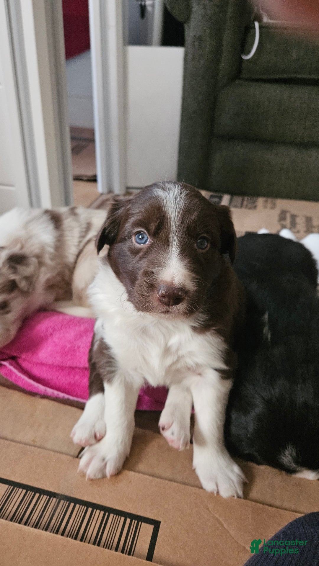 Border Collie dogs for sale: Border Collie Puppy 1 - Red - Ad 32
