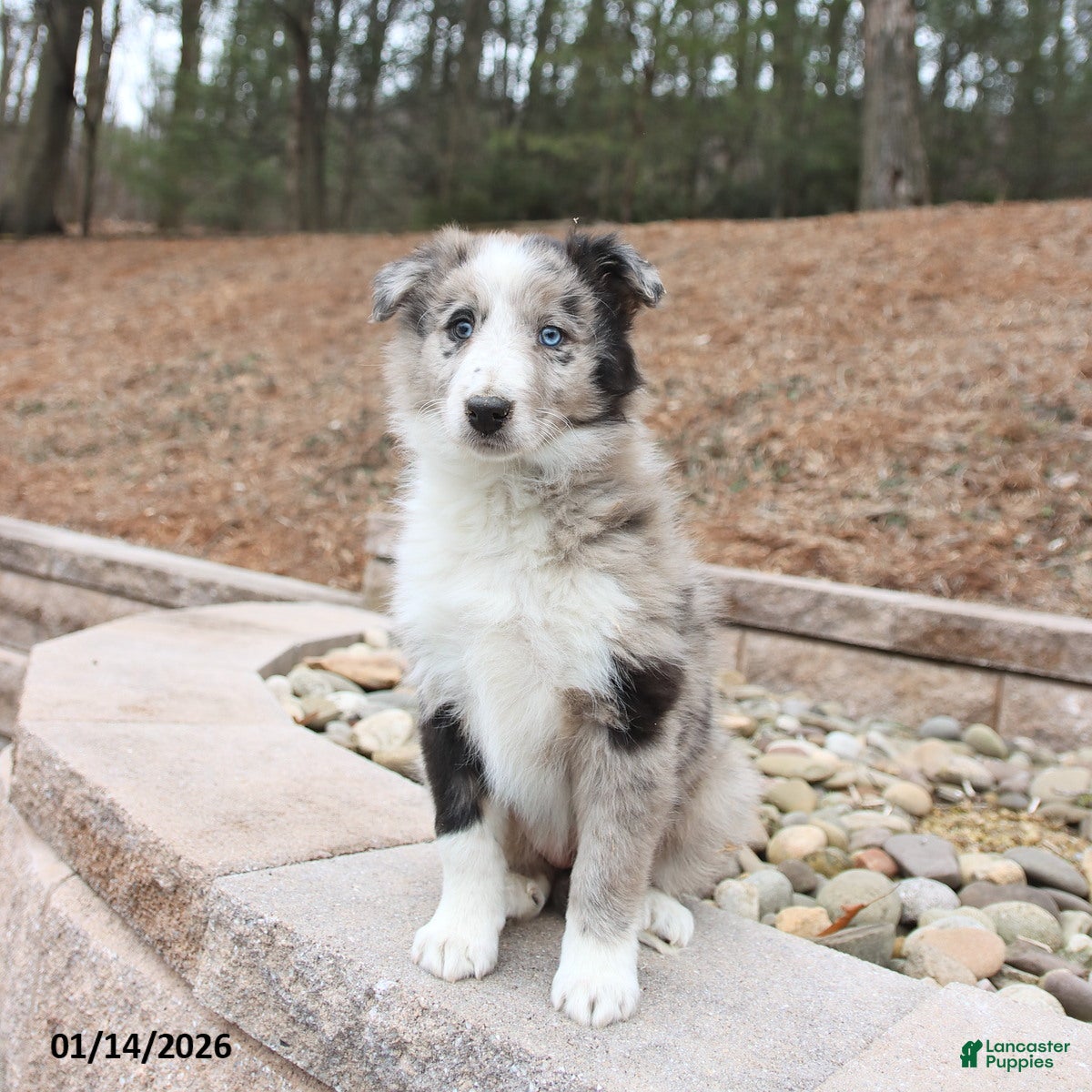 Mixed Breed dogs Beauty - Ad 2