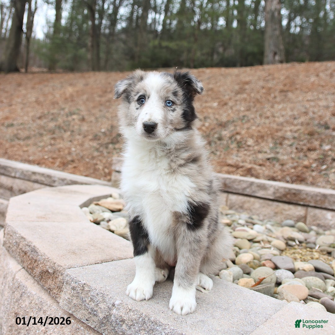 Mixed Breed dogs for sale: Beauty - Ad 2