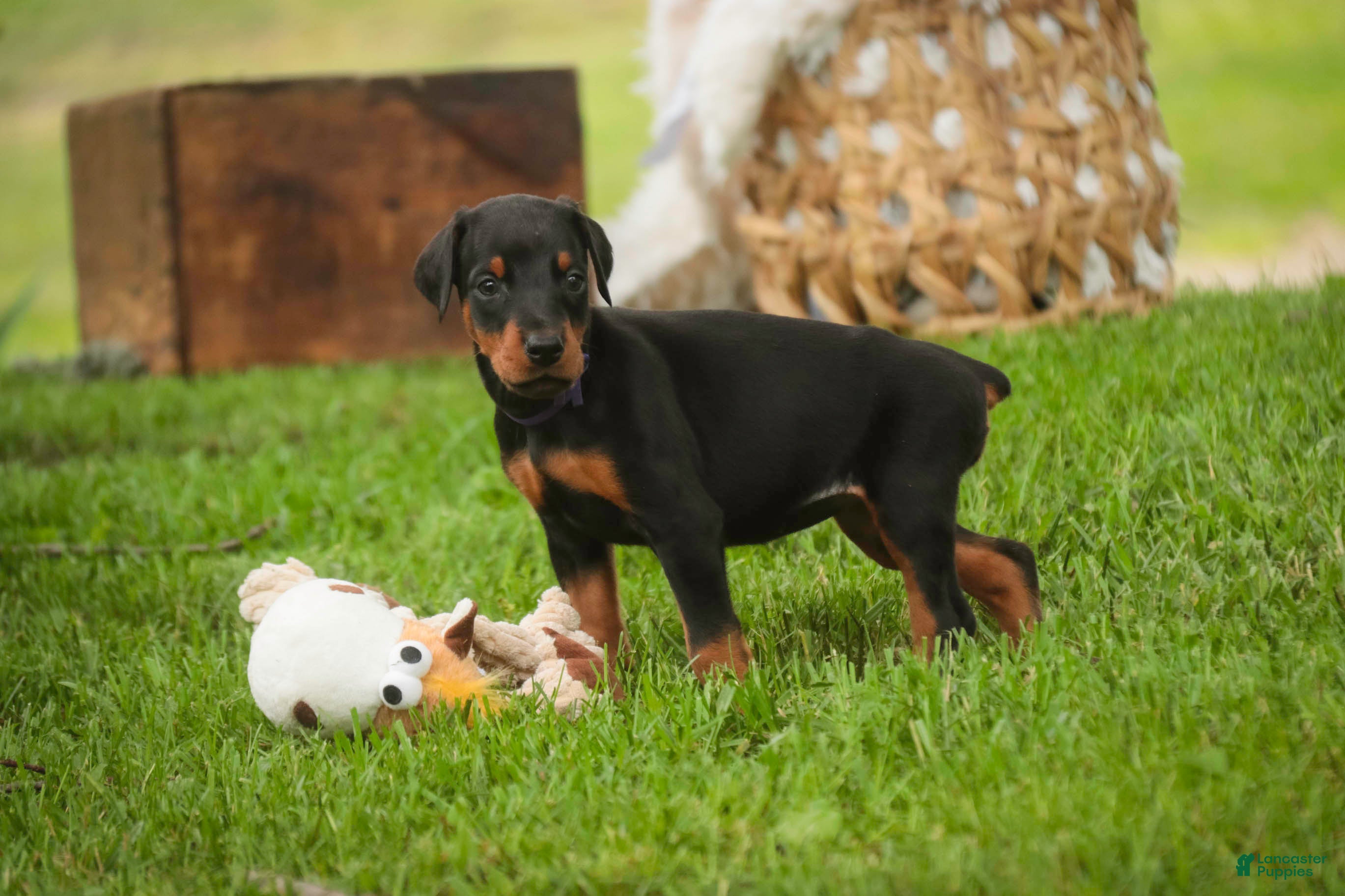 Doberman Pinscher dogs for sale: Elowen - Ad 5